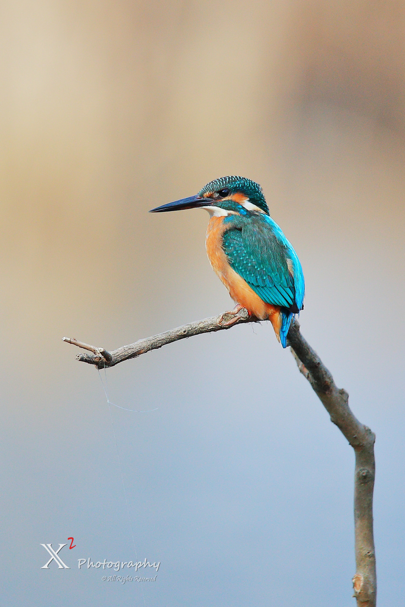Canon EOS-1D X Mark II sample photo. Kingfisher 翠鸟 photography