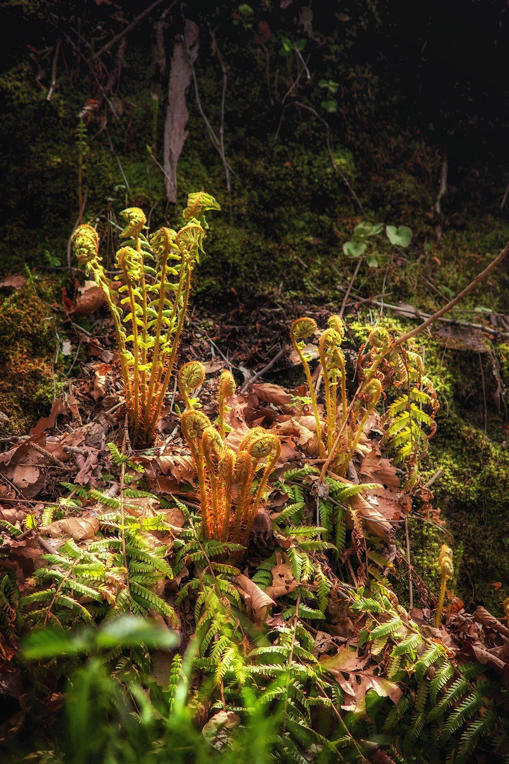 Canon EOS 60D sample photo. In a forest photography