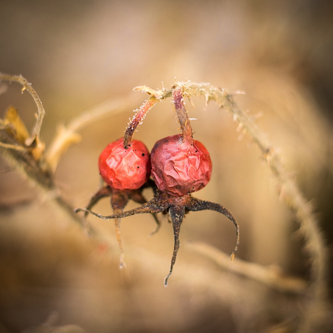 Sony a7R + E 50mm F0 sample photo. Berry photography