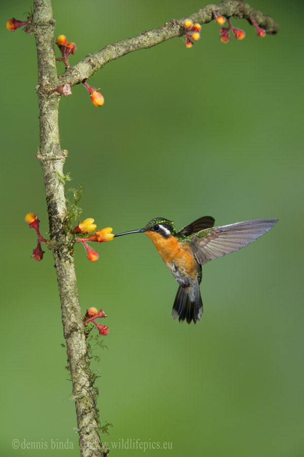 Nikon D3S sample photo. Purple-throated mountaingem photography