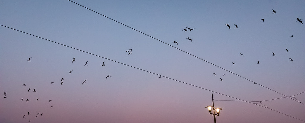 Canon EF 17-40mm F4L USM sample photo. Oiseaux et tram photography