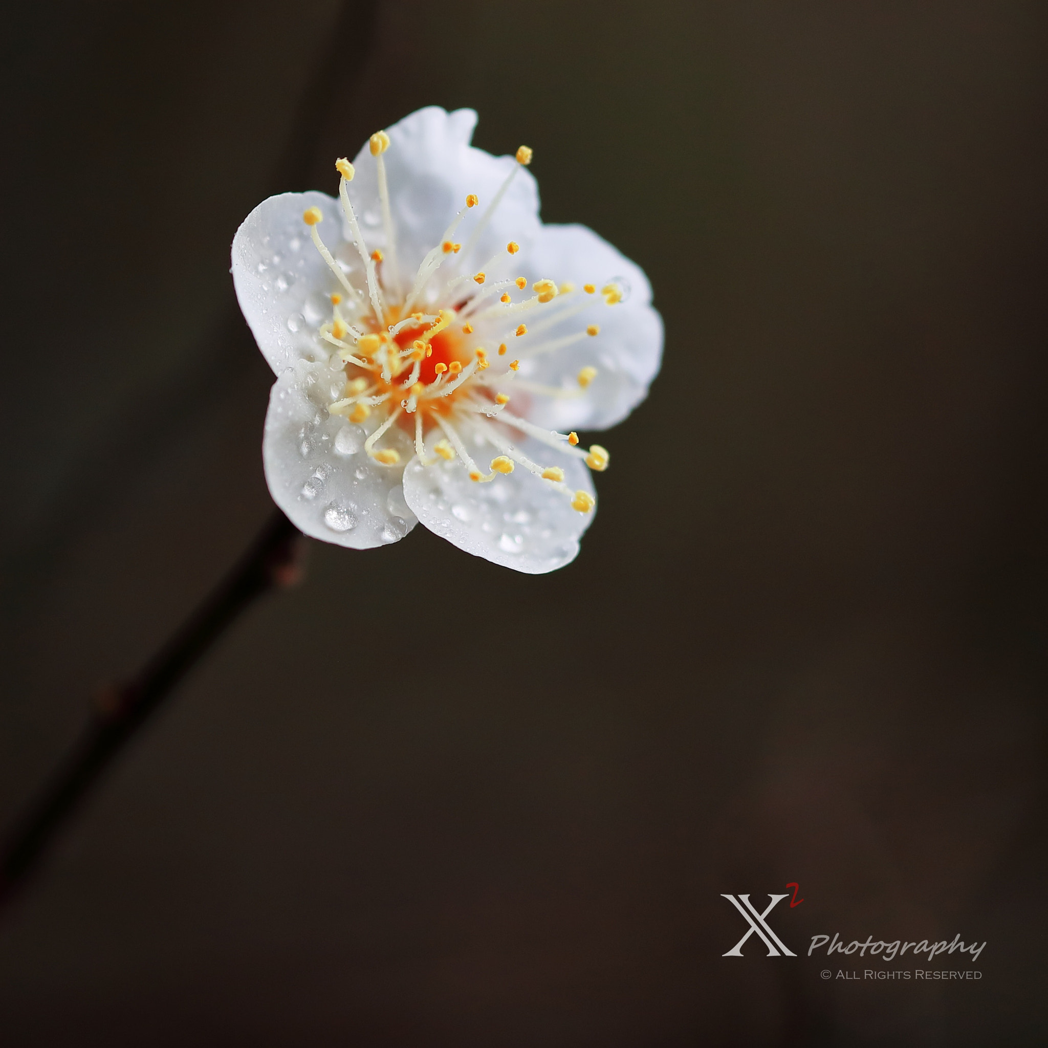 Canon EF 180mm F3.5L Macro USM sample photo. Wintersweet 梅花 photography