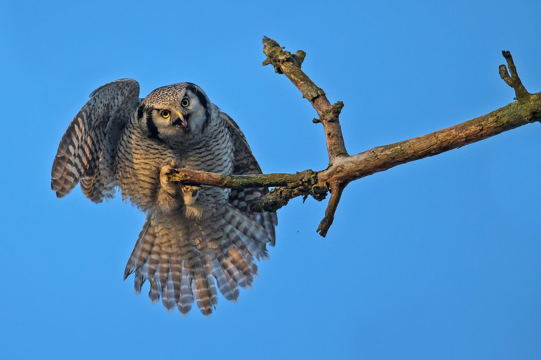 Canon EOS-1D X + Canon EF 600mm f/4L IS sample photo. Northern hawk owl with attitude photography