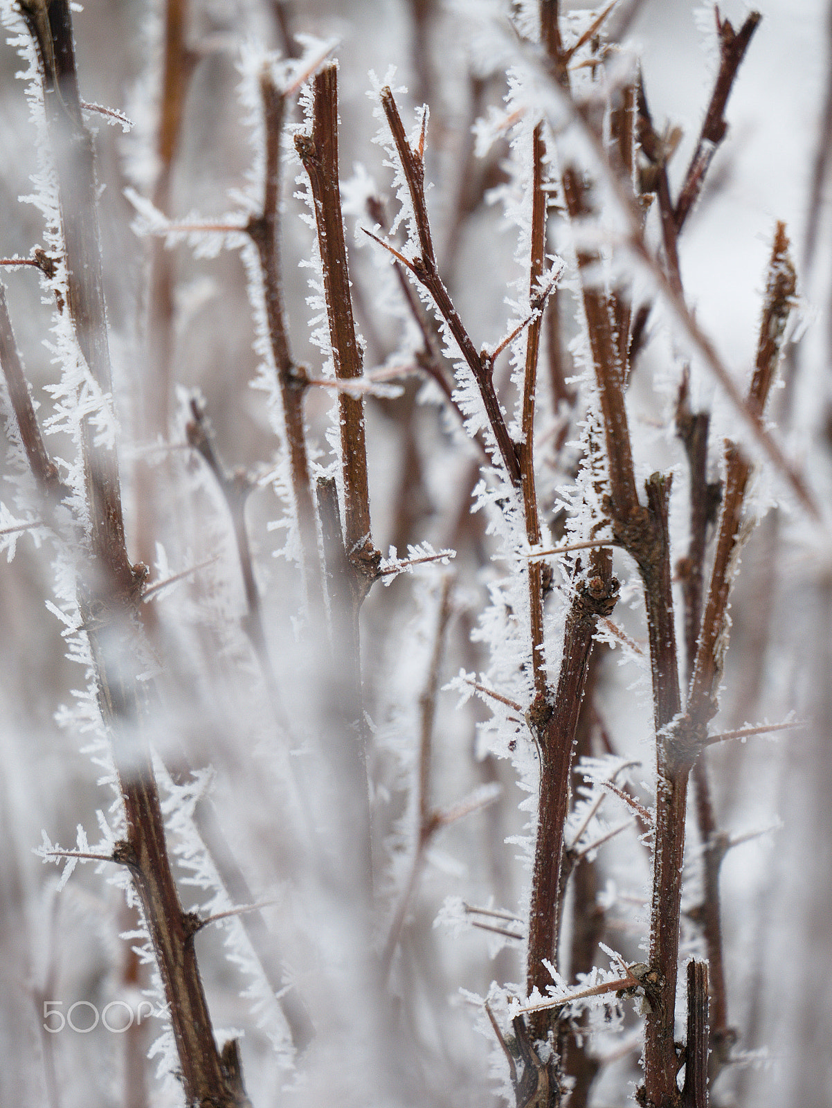 LUMIX G VARIO 35-100/F4.0-5.6 sample photo. Winter in the garden photography