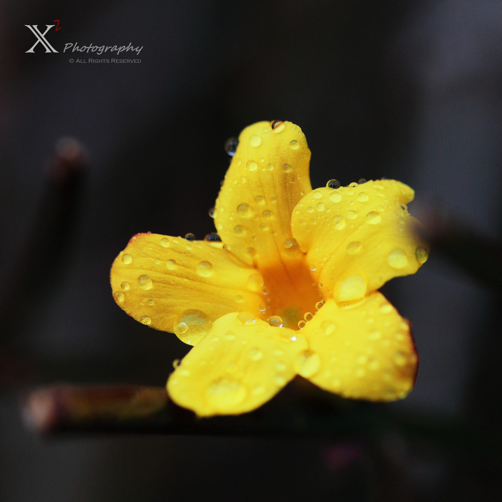 Canon EF 180mm F3.5L Macro USM sample photo. Yellow flower 迎春花 photography
