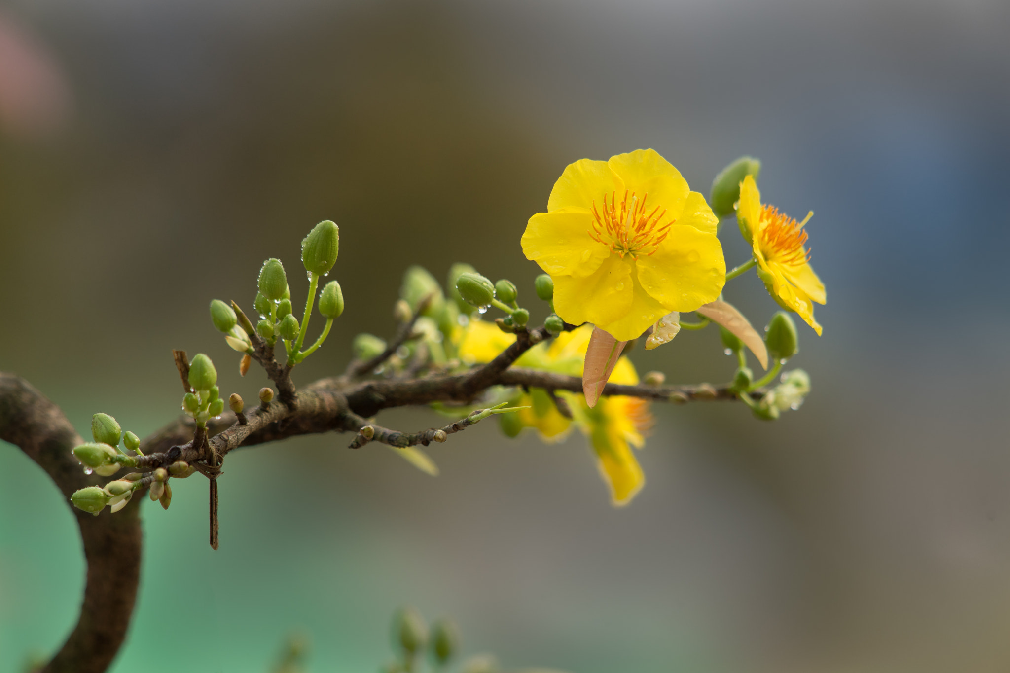 Canon EF 70-200mm F2.8L USM sample photo. Mai yellow flowers, vietnam photography