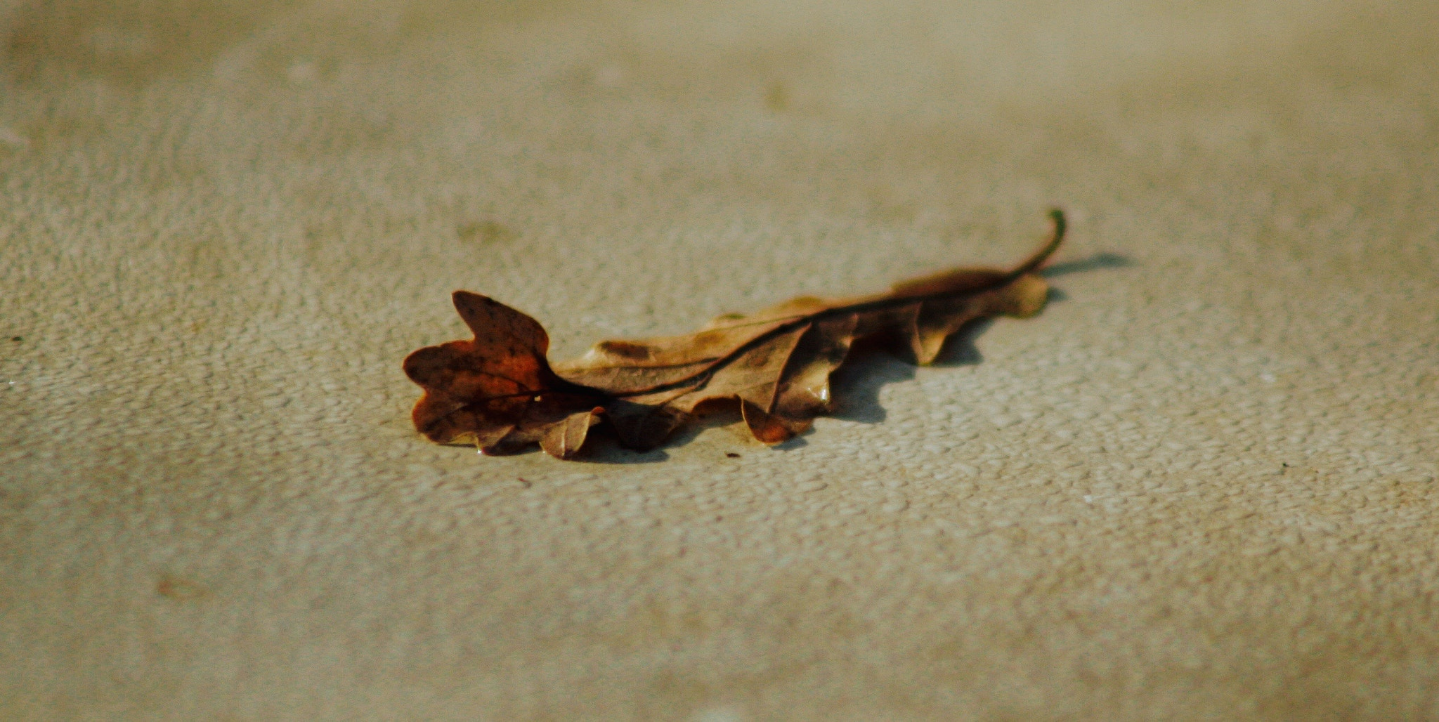 Canon EOS-1D Mark II sample photo. Feuille morte photography