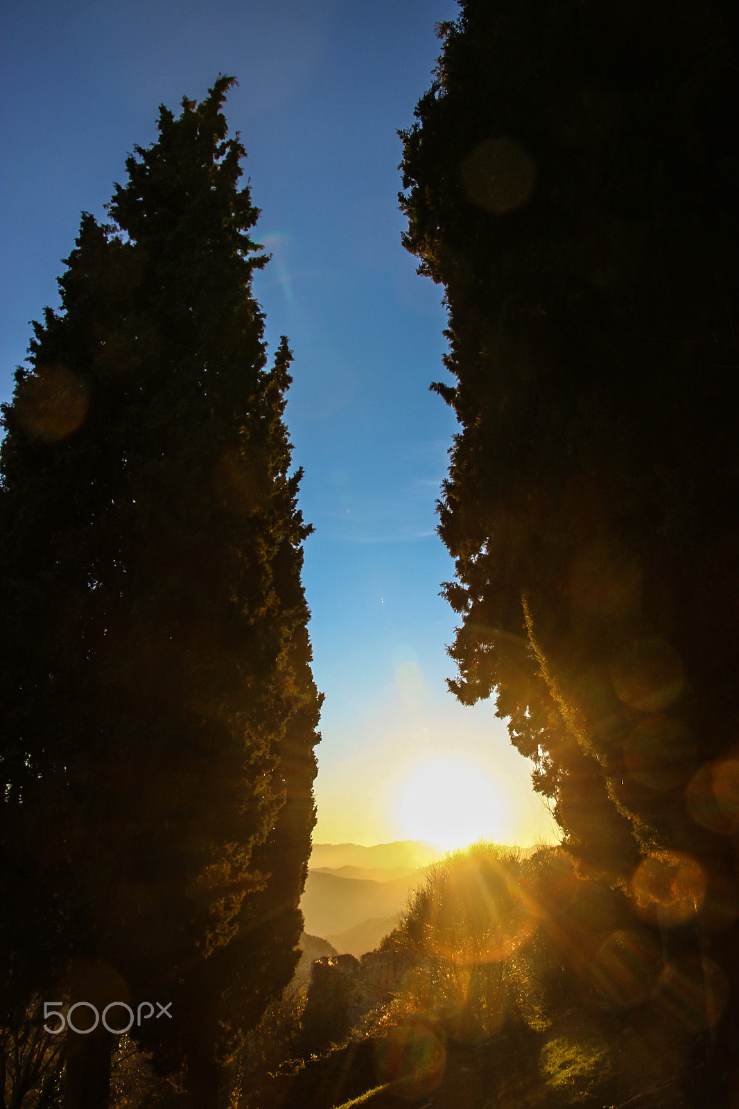Canon EOS 600D (Rebel EOS T3i / EOS Kiss X5) + Canon TS-E 90mm F2.8 Tilt-Shift sample photo. Yew trees photography