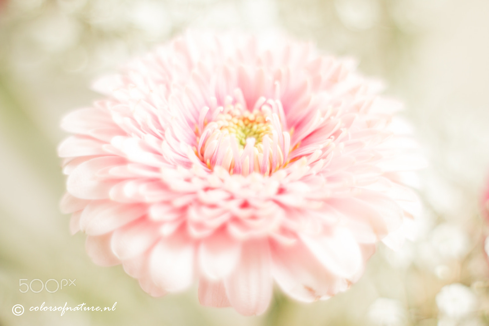 Canon EF 35-80mm f/4-5.6 sample photo. Gerbera photography