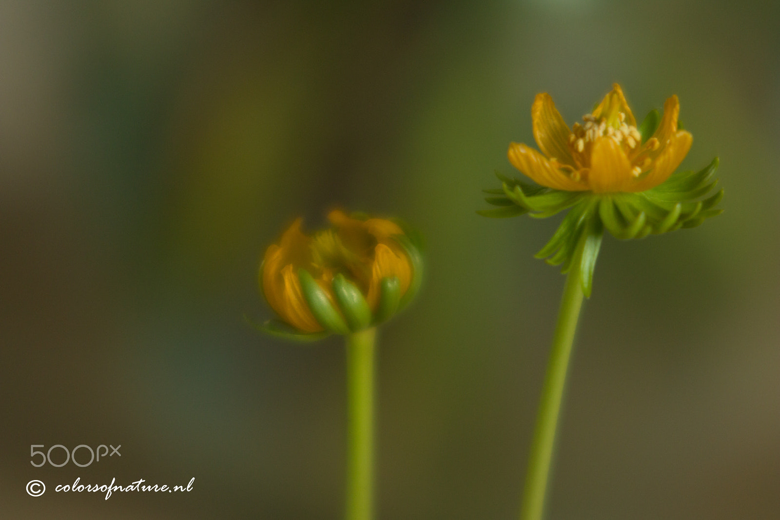 Canon EF 35-80mm f/4-5.6 sample photo. Winterakoniet photography