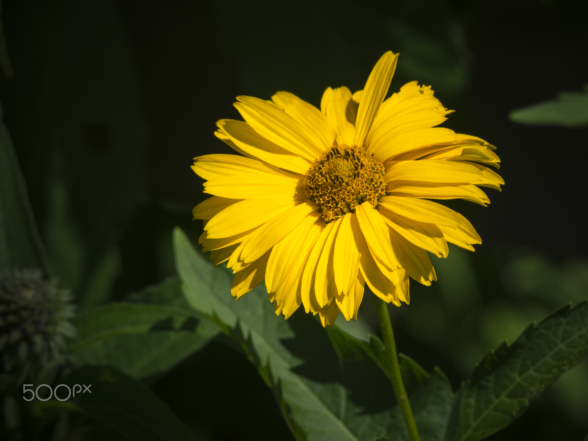 Equinacea flower in bloom