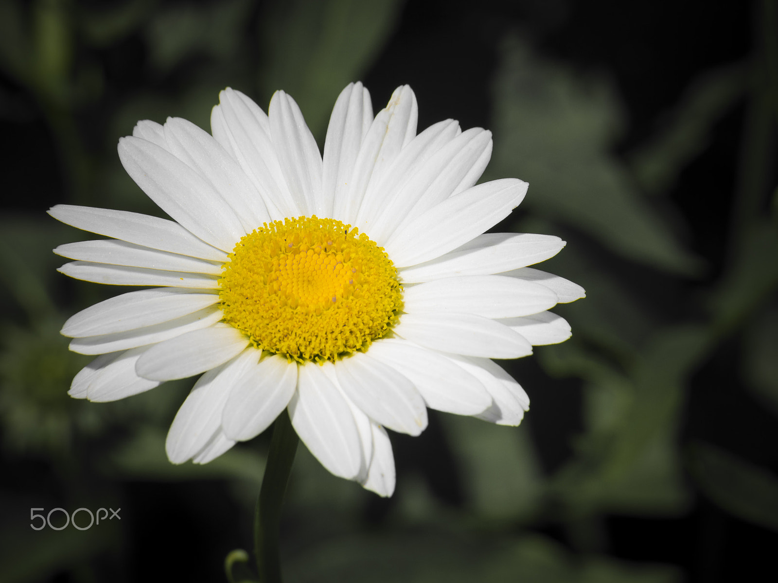 Olympus OM-D E-M1 sample photo. Daisy in bloom photography
