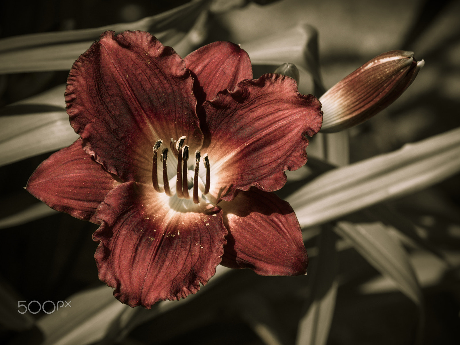 Olympus OM-D E-M1 sample photo. Asian lily flower in bloom photography