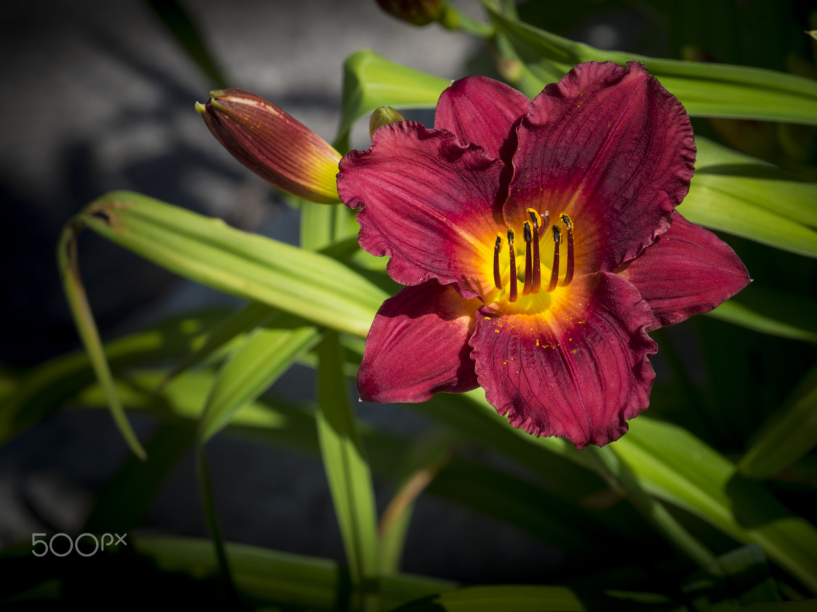 Olympus OM-D E-M1 sample photo. Asian lily flower in bloom photography