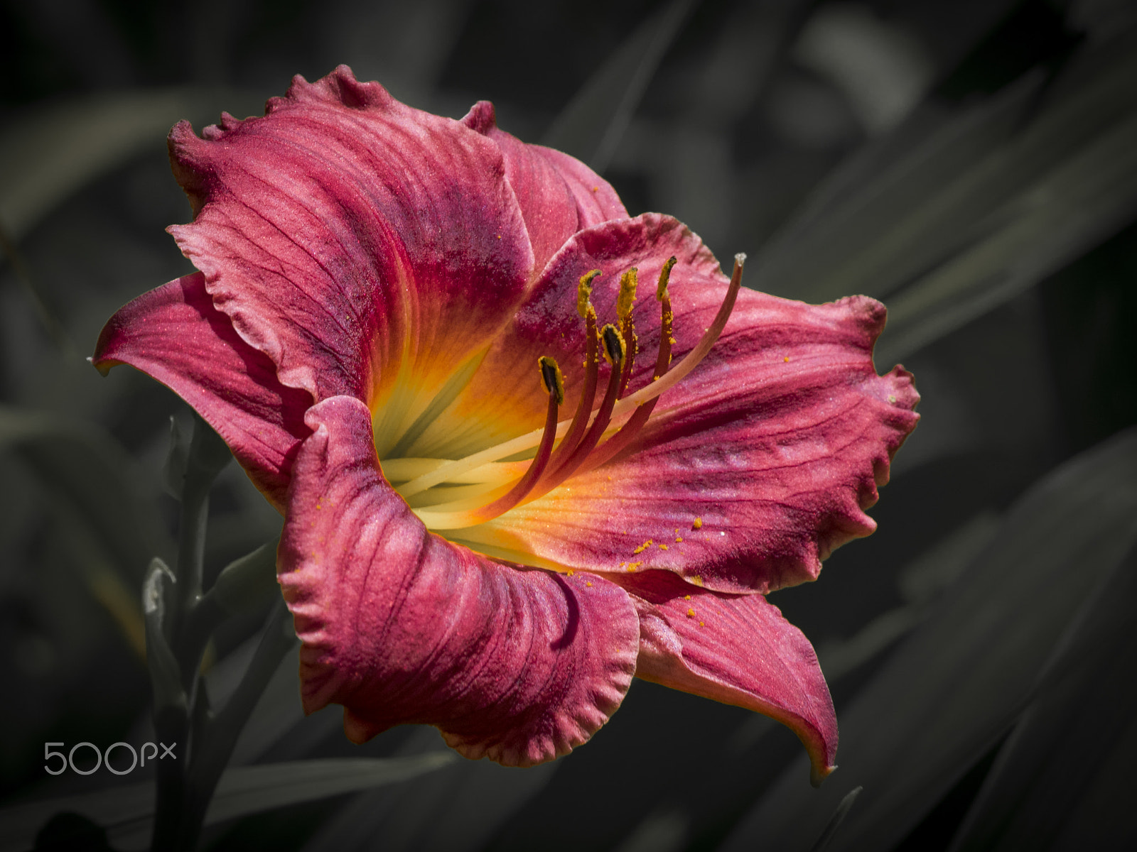 Olympus OM-D E-M1 sample photo. Asian lily flower in bloom photography