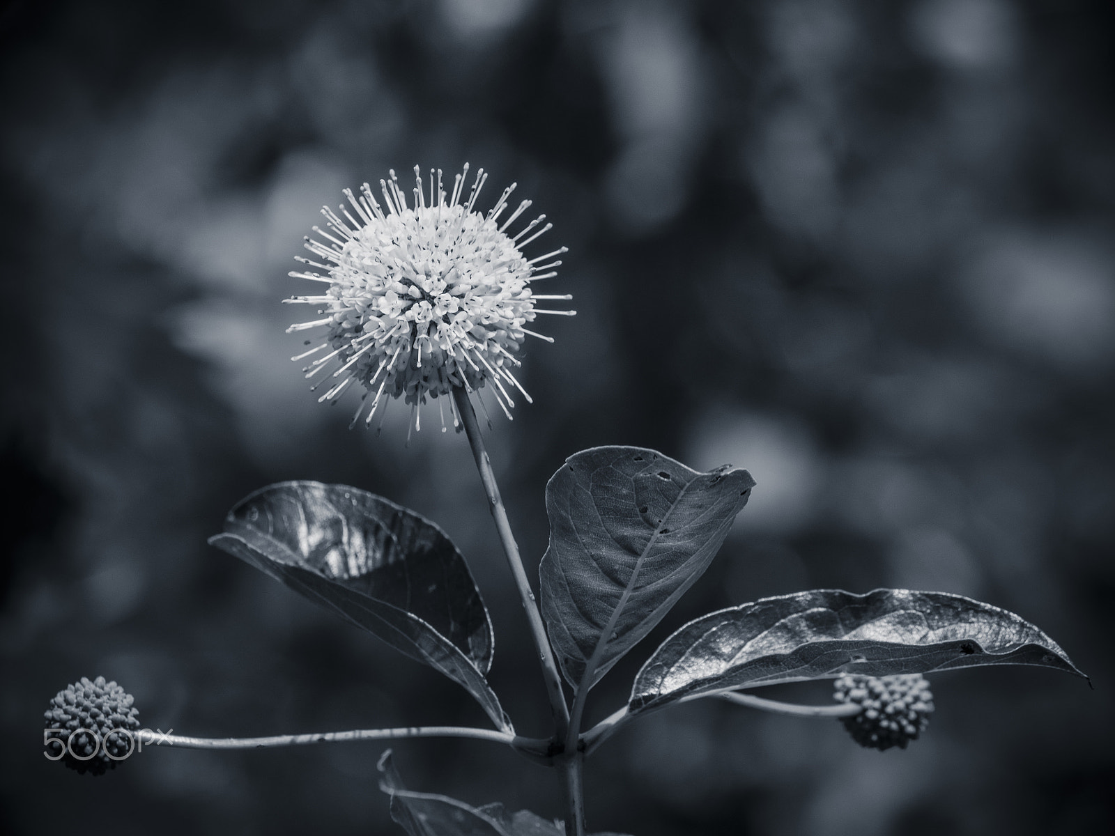 Olympus OM-D E-M1 sample photo. Button willow flower in bloom photography