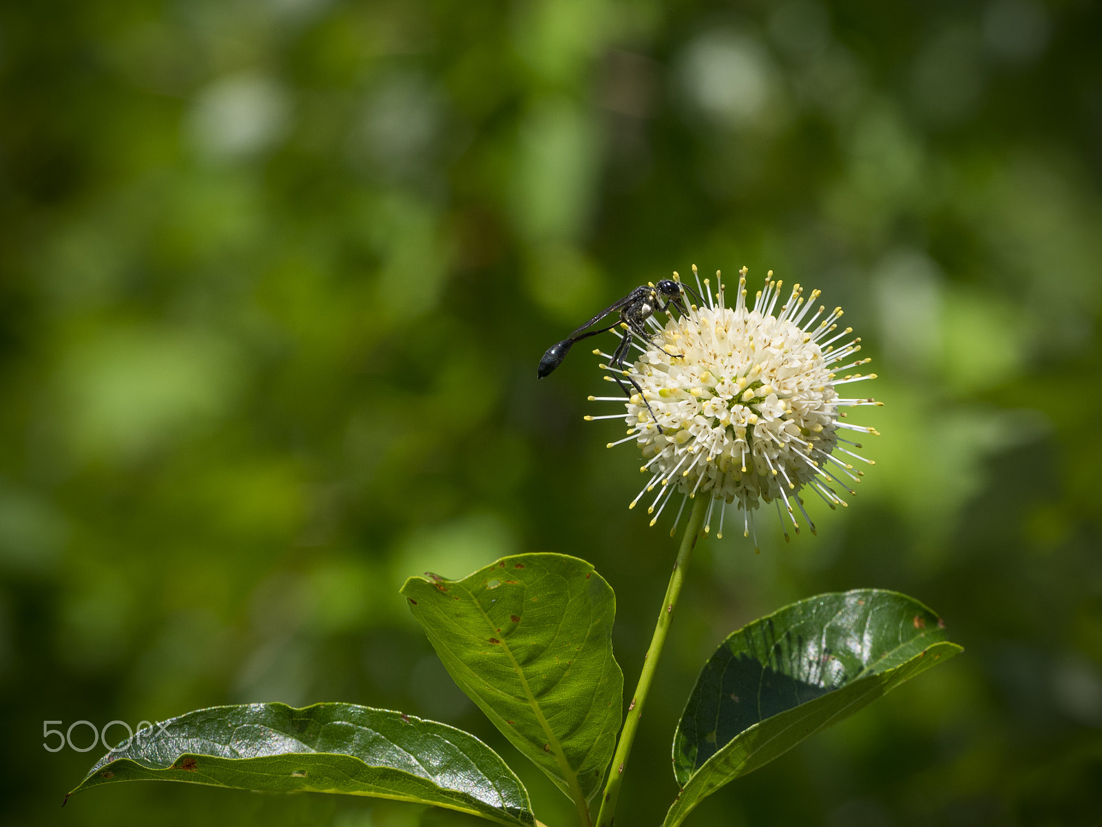 Olympus OM-D E-M1 sample photo. Button willow flower in bloom photography