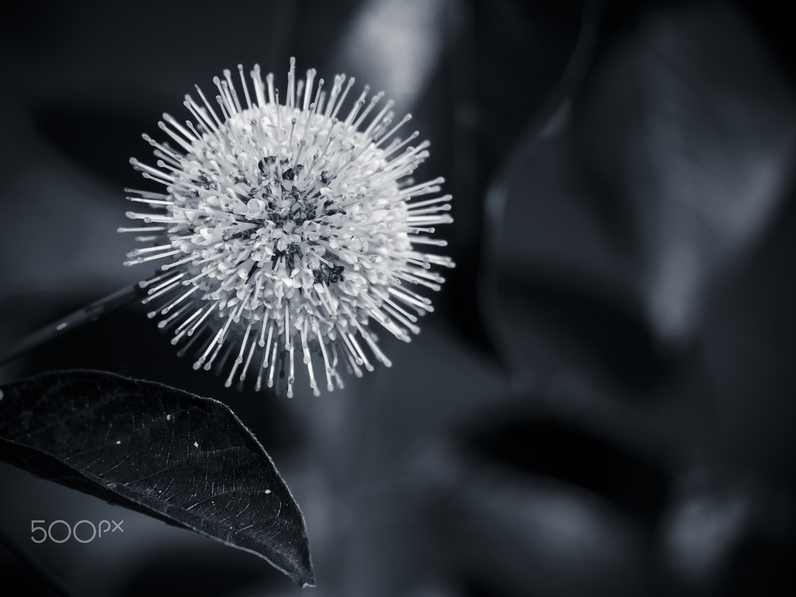 Olympus OM-D E-M1 sample photo. Button willow flower in bloom photography