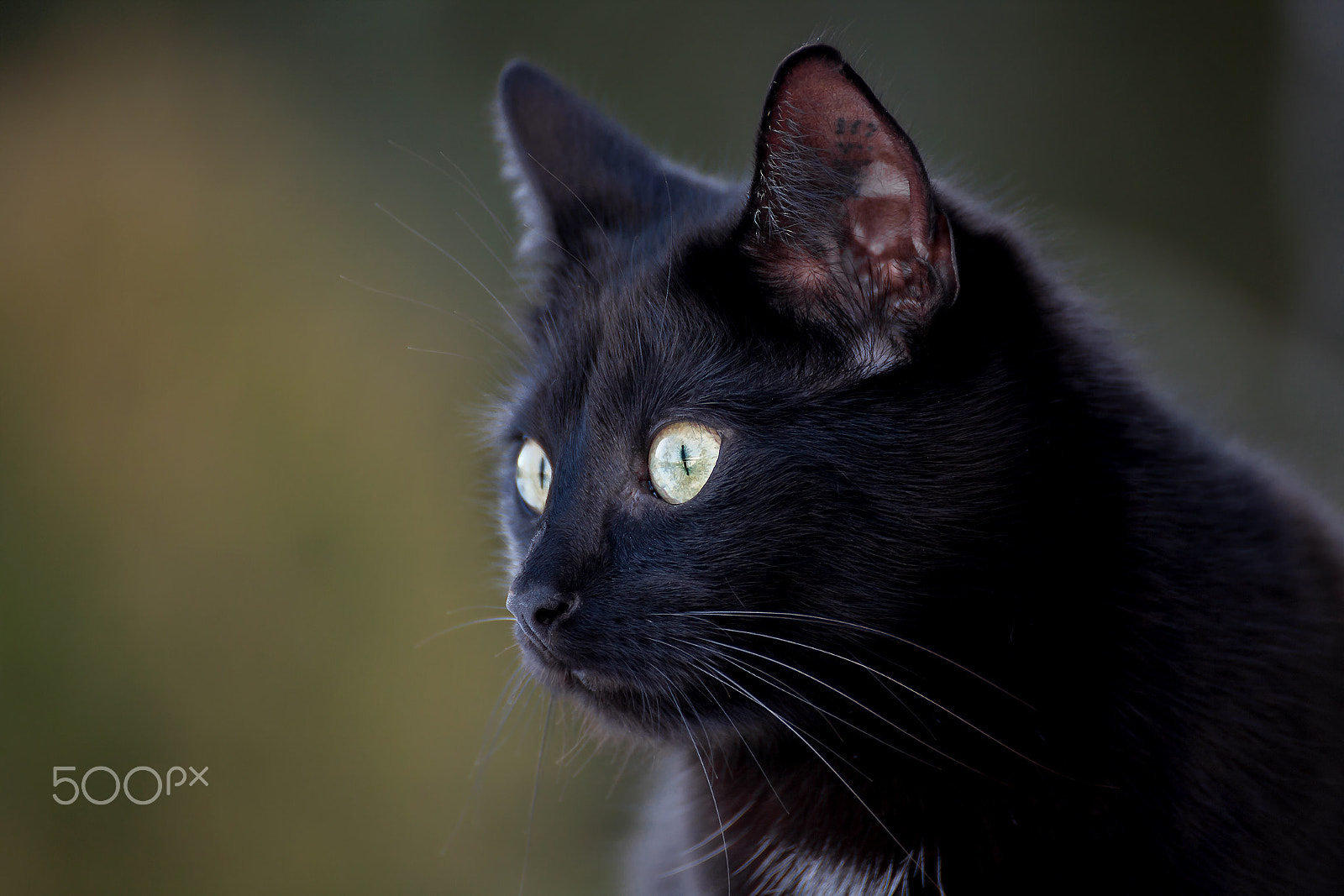 Tamron SP 35mm F1.8 Di VC USD sample photo. Fips portrait photography