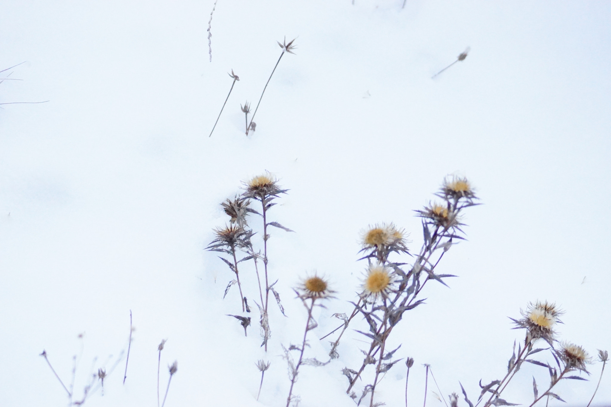 Minolta AF 70-210mm F4.5-5.6 [II] sample photo. Frozen flowers  photography