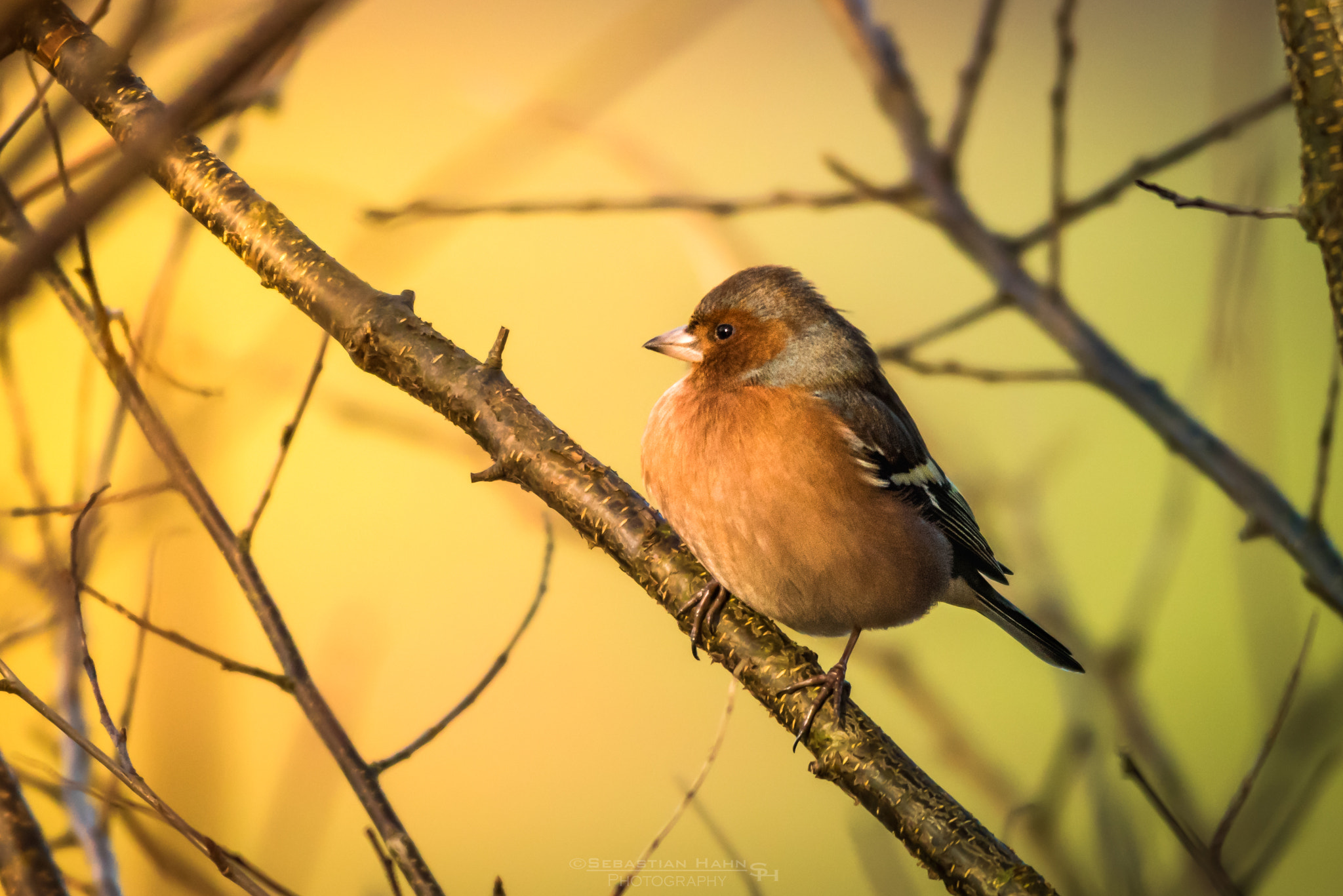 Sigma 150-500mm F5-6.3 DG OS HSM sample photo. Chaffinch photography
