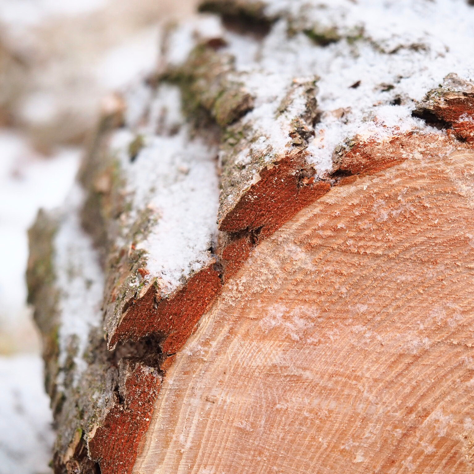Olympus M.Zuiko Digital ED 60mm F2.8 Macro sample photo. Winter mood ❄️✨❄️ photography