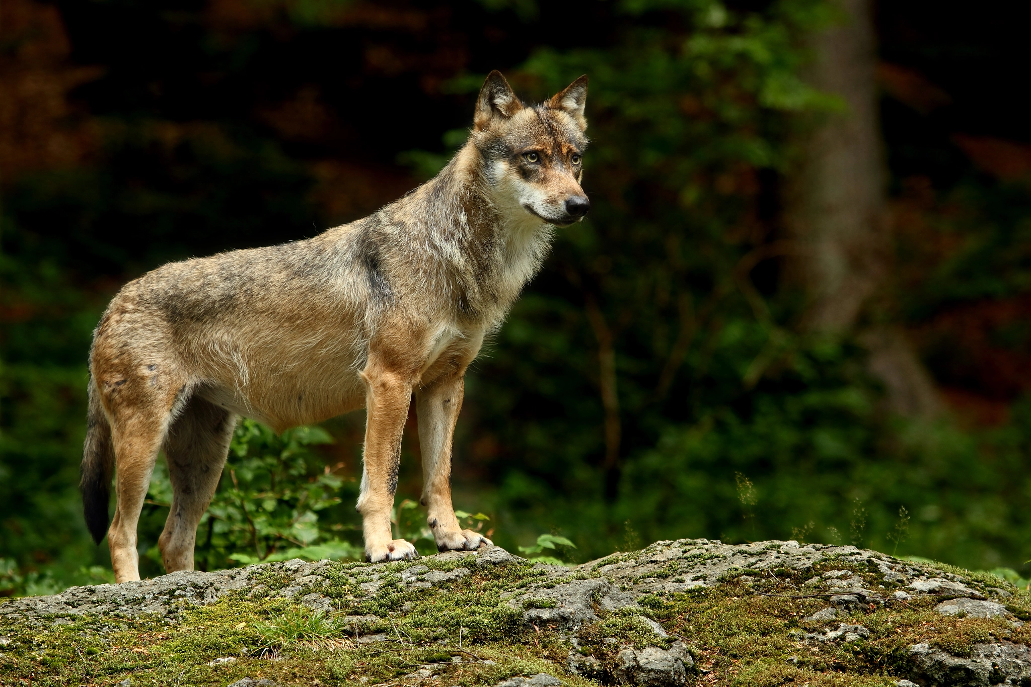 Canon EF 100-400mm F4.5-5.6L IS USM sample photo. Gray wolf photography