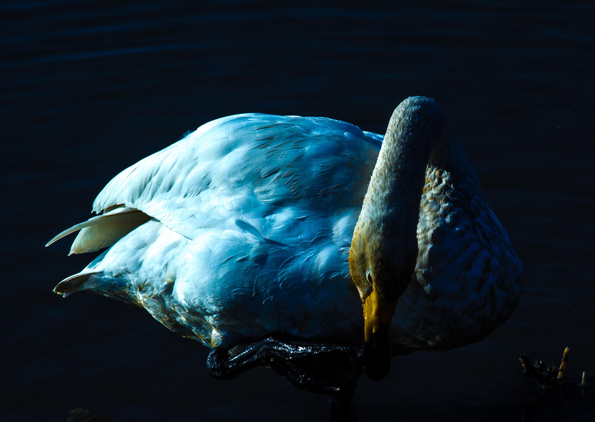 Canon EOS 60D + Canon EF 70-200mm F4L IS USM sample photo. Swan photography