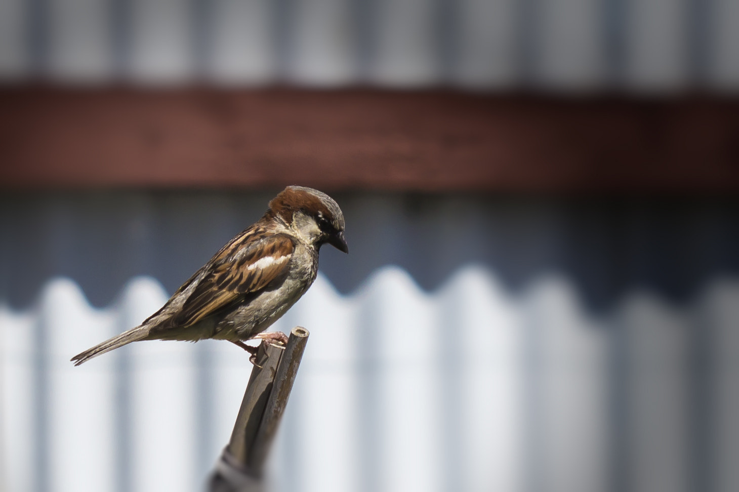 Canon EF 100mm F2.8 Macro USM sample photo. Feathered friend photography