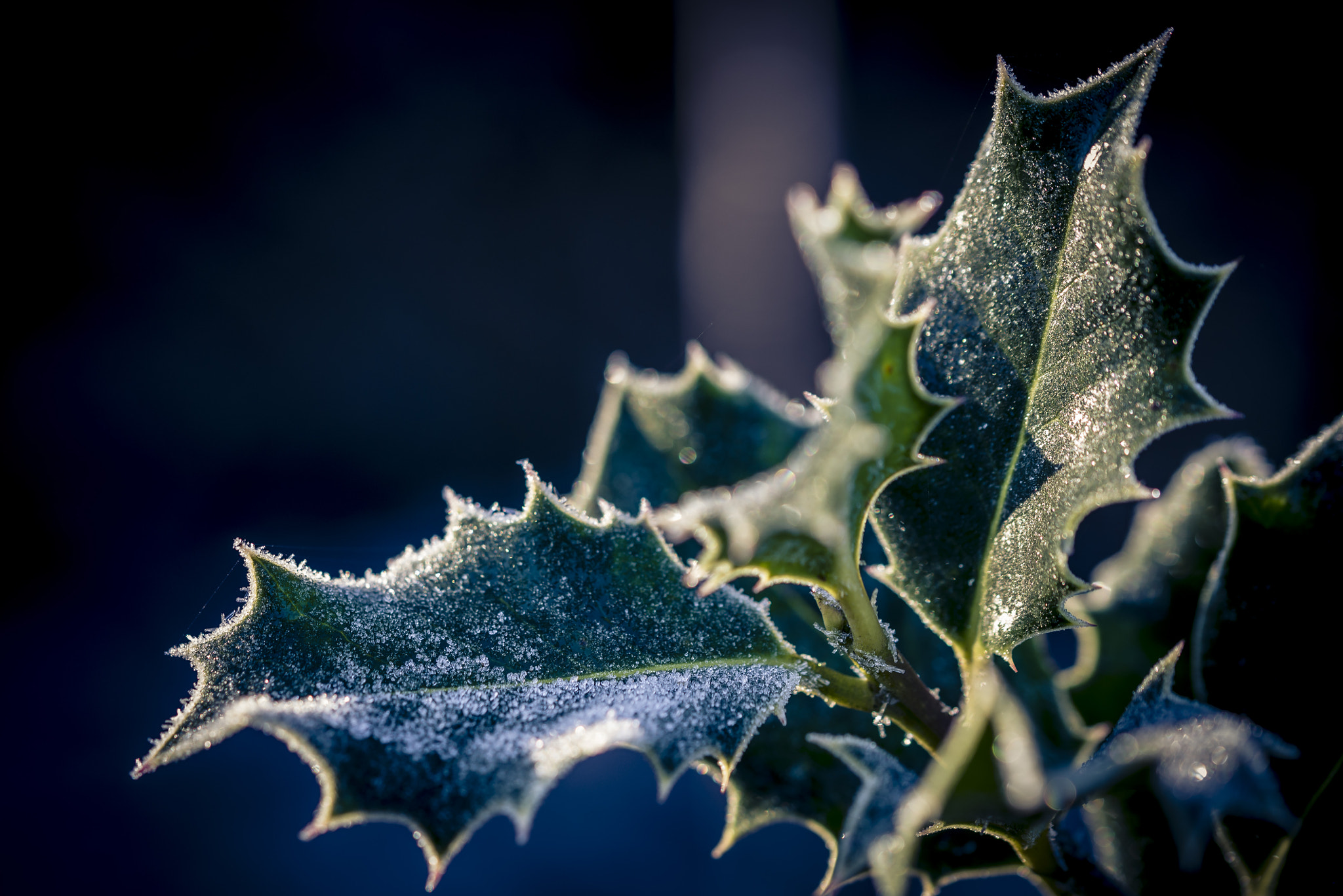 Sigma 105mm F2.8 EX DG OS HSM sample photo