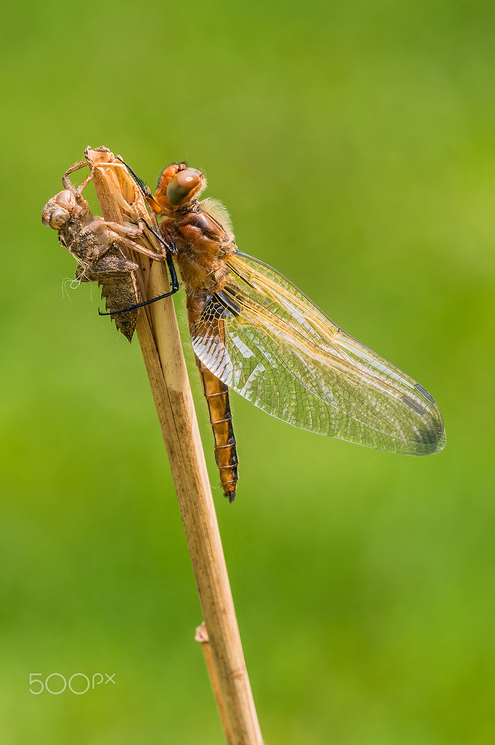 Nikon D300 + Sigma 150mm F2.8 EX DG Macro HSM sample photo. Scarce chaser (libellula fulva) photography