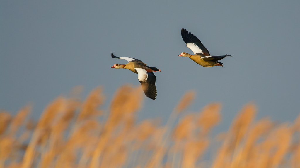 Nikon D7100 + Nikon AF-S Nikkor 300mm F4D ED-IF sample photo. Egyptian geese photography