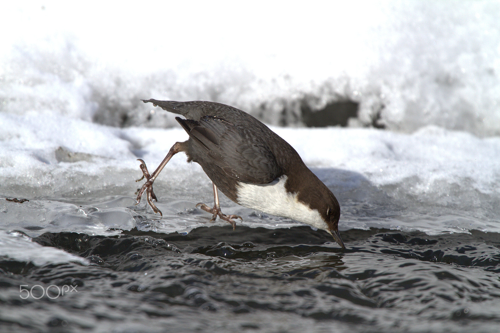 Canon EF 300mm F2.8L IS USM sample photo. White-throated dipper photography