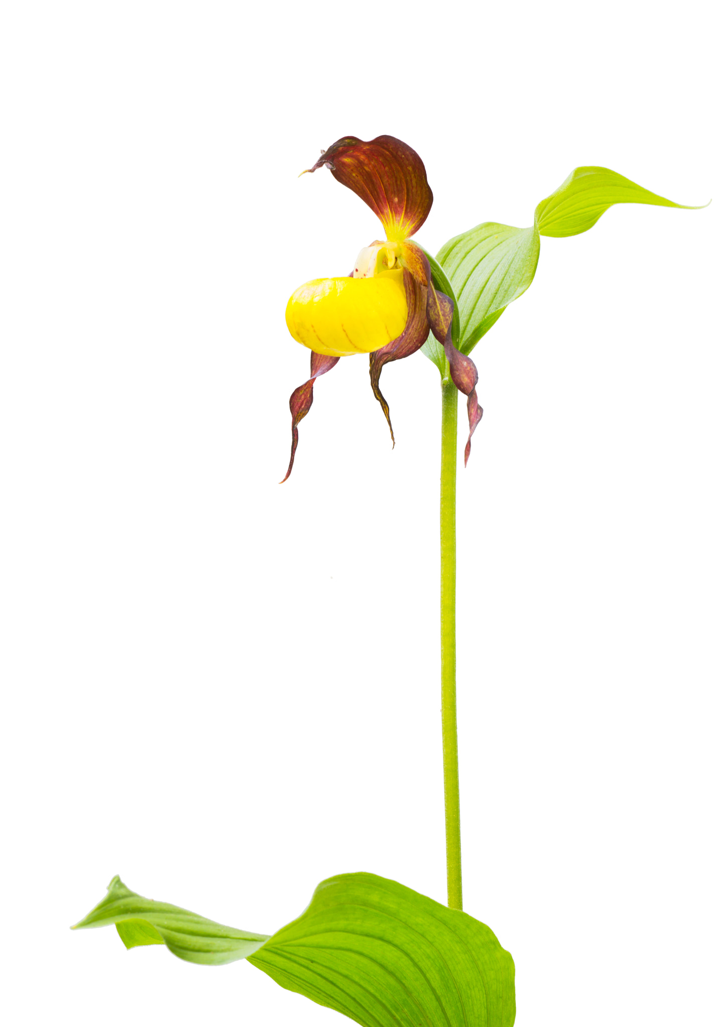 Sigma APO Macro 150mm f/2.8 EX DG HSM sample photo. { cypripedium calceolus } photography