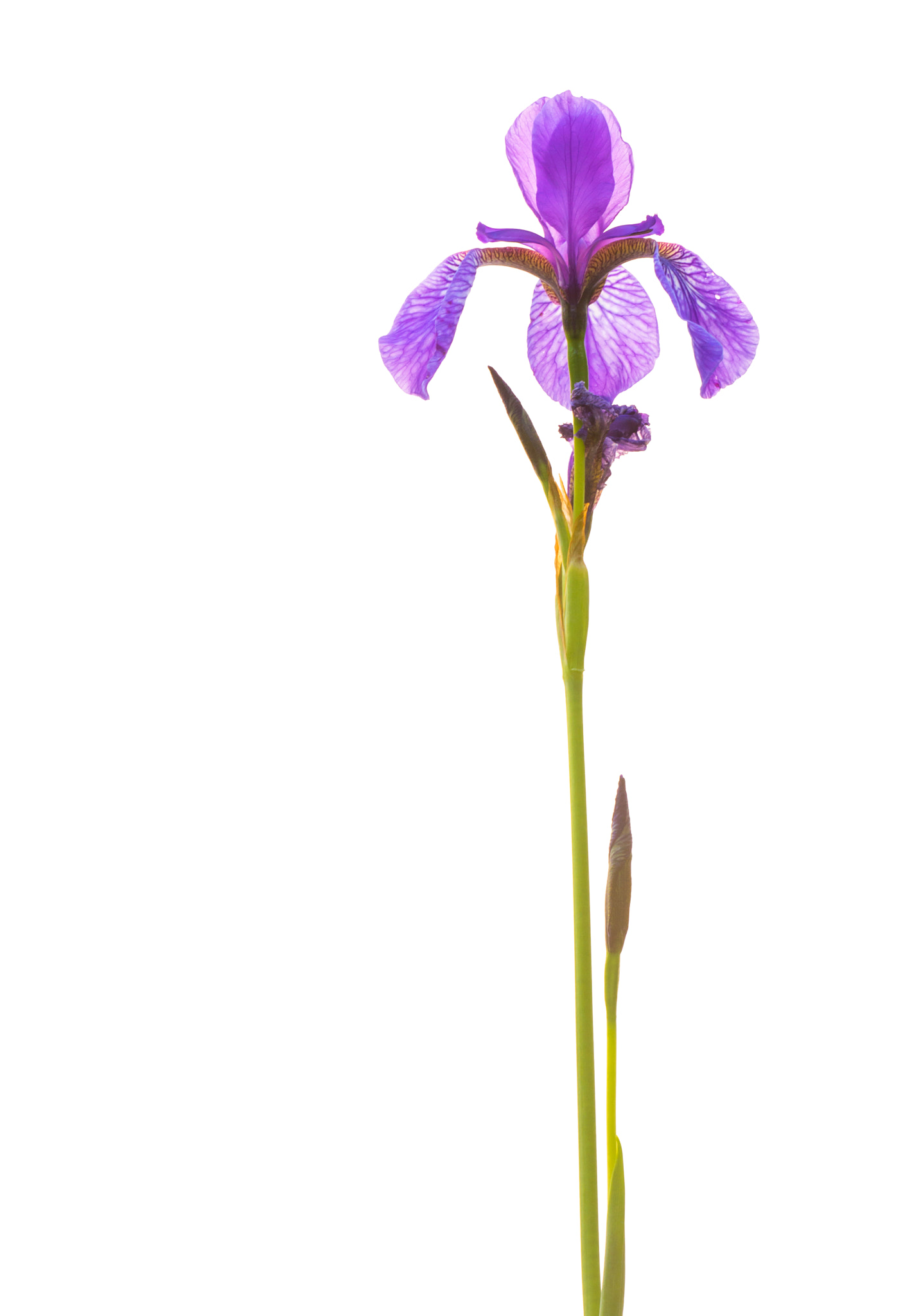 Sigma APO Macro 150mm f/2.8 EX DG HSM sample photo. { iris sibirica } photography