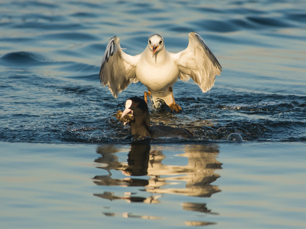Nikon D7100 + Nikon AF-S Nikkor 300mm F4D ED-IF sample photo. Water devil photography