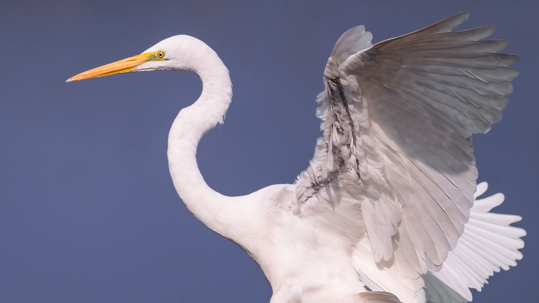 Nikon AF-S Nikkor 800mm F5.6E FL ED VR sample photo. Great egret photography