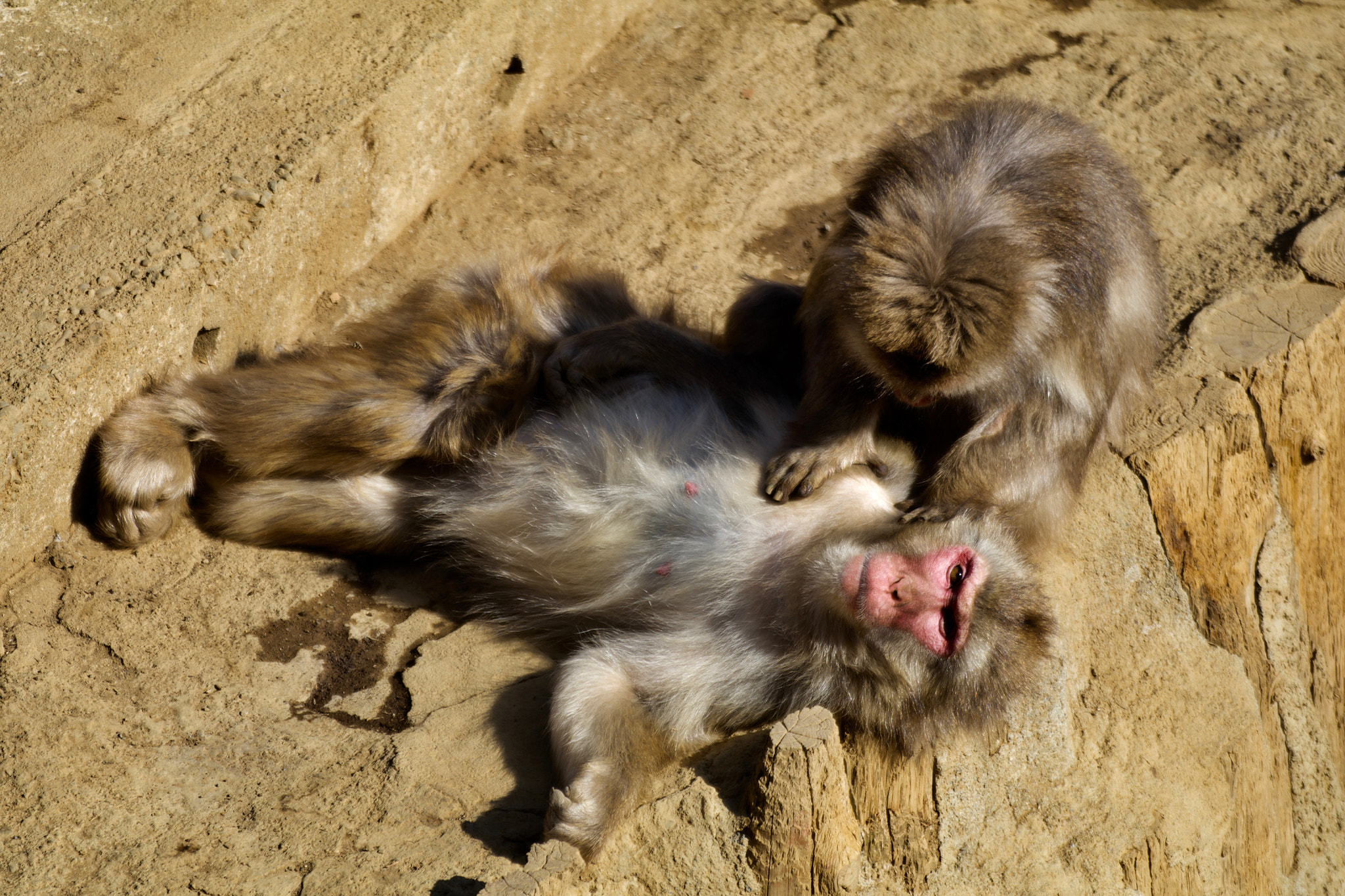Tamron SP 35mm F1.8 Di VC USD sample photo. Monkey spa photography