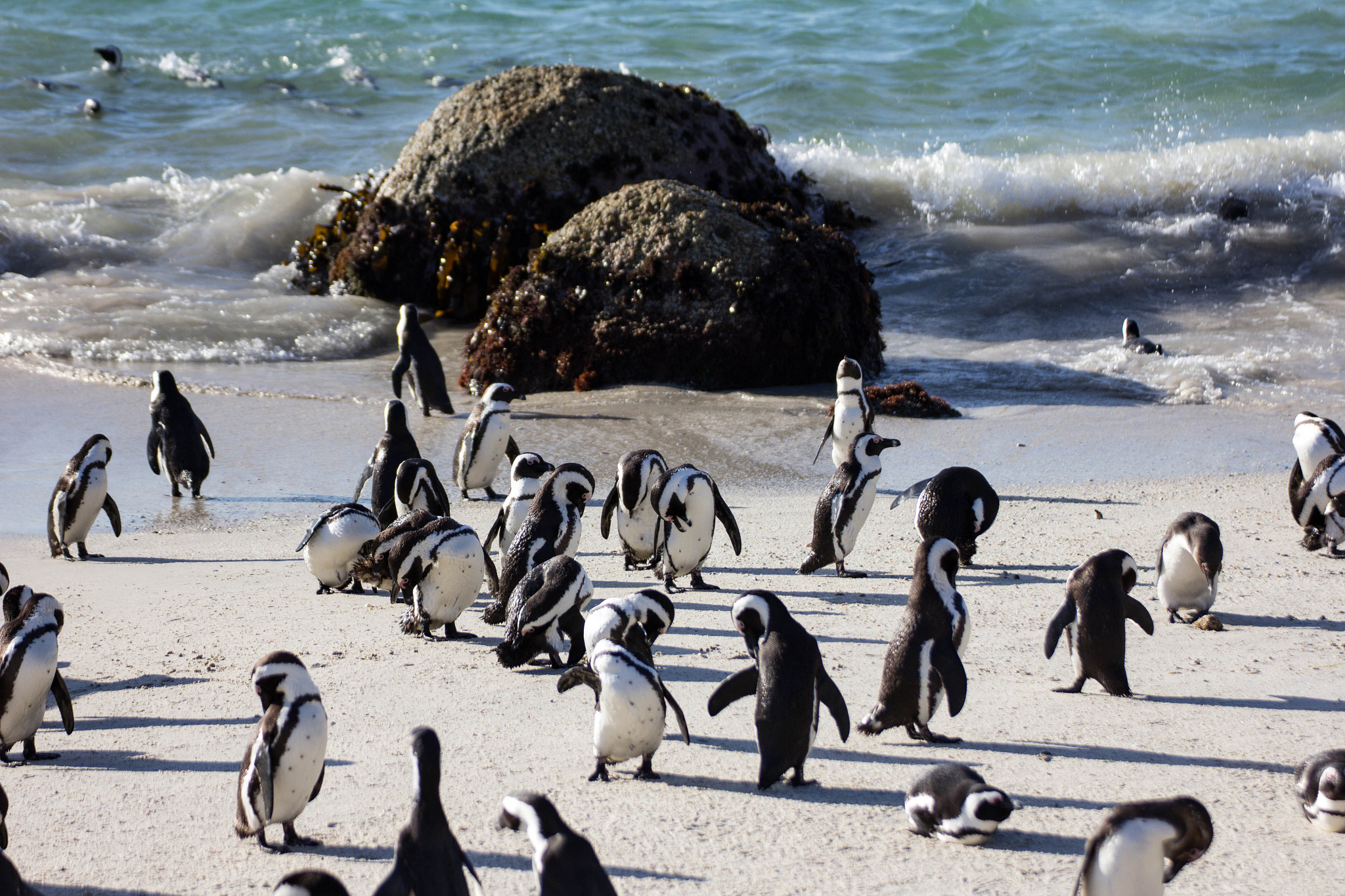 Canon EOS 60D sample photo. African pinguin photography