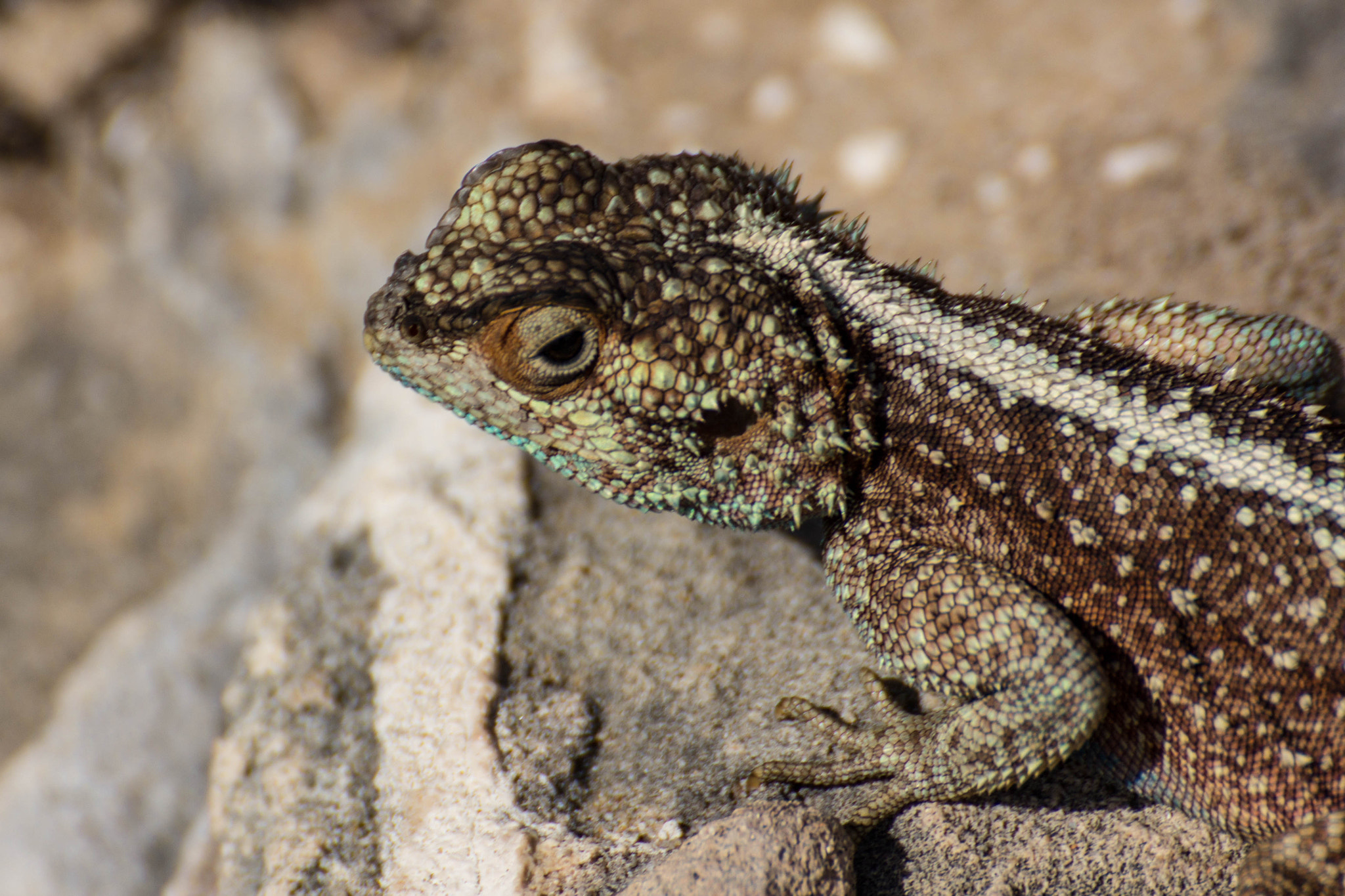 Canon EOS 60D sample photo. Rencontre en bord de mer photography