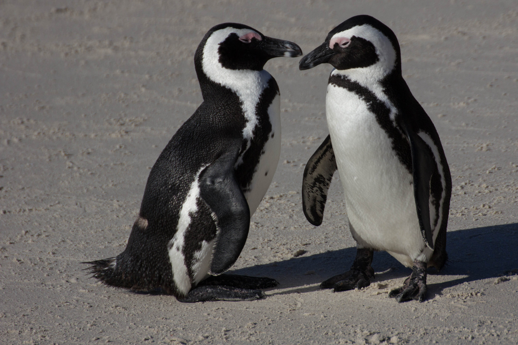 Canon EOS 60D sample photo. African pinguin photography
