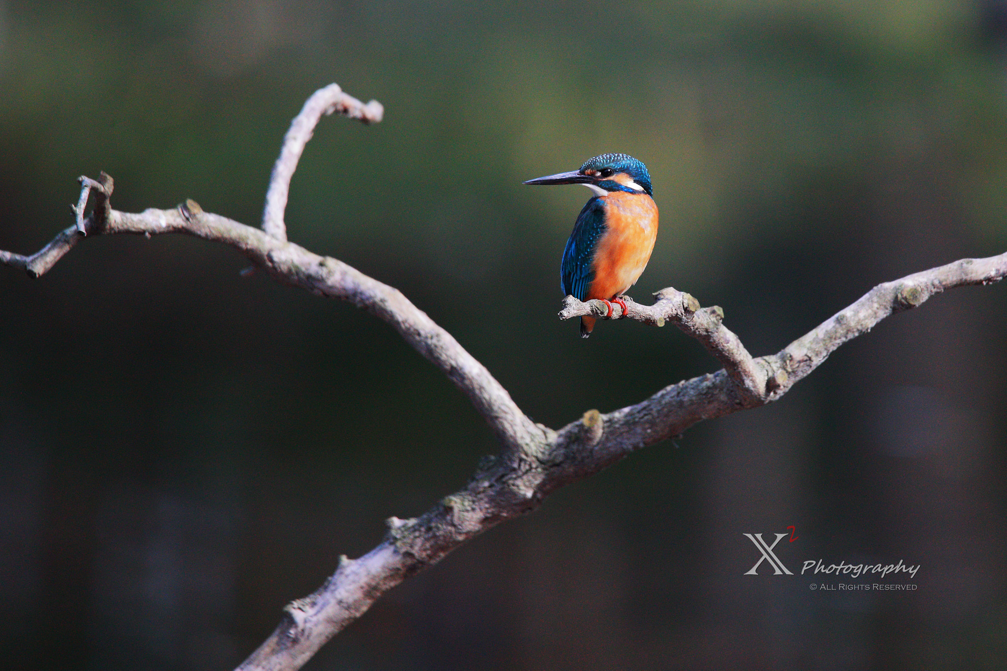 Canon EOS-1D X Mark II sample photo. Kingfisher 翠鸟 photography