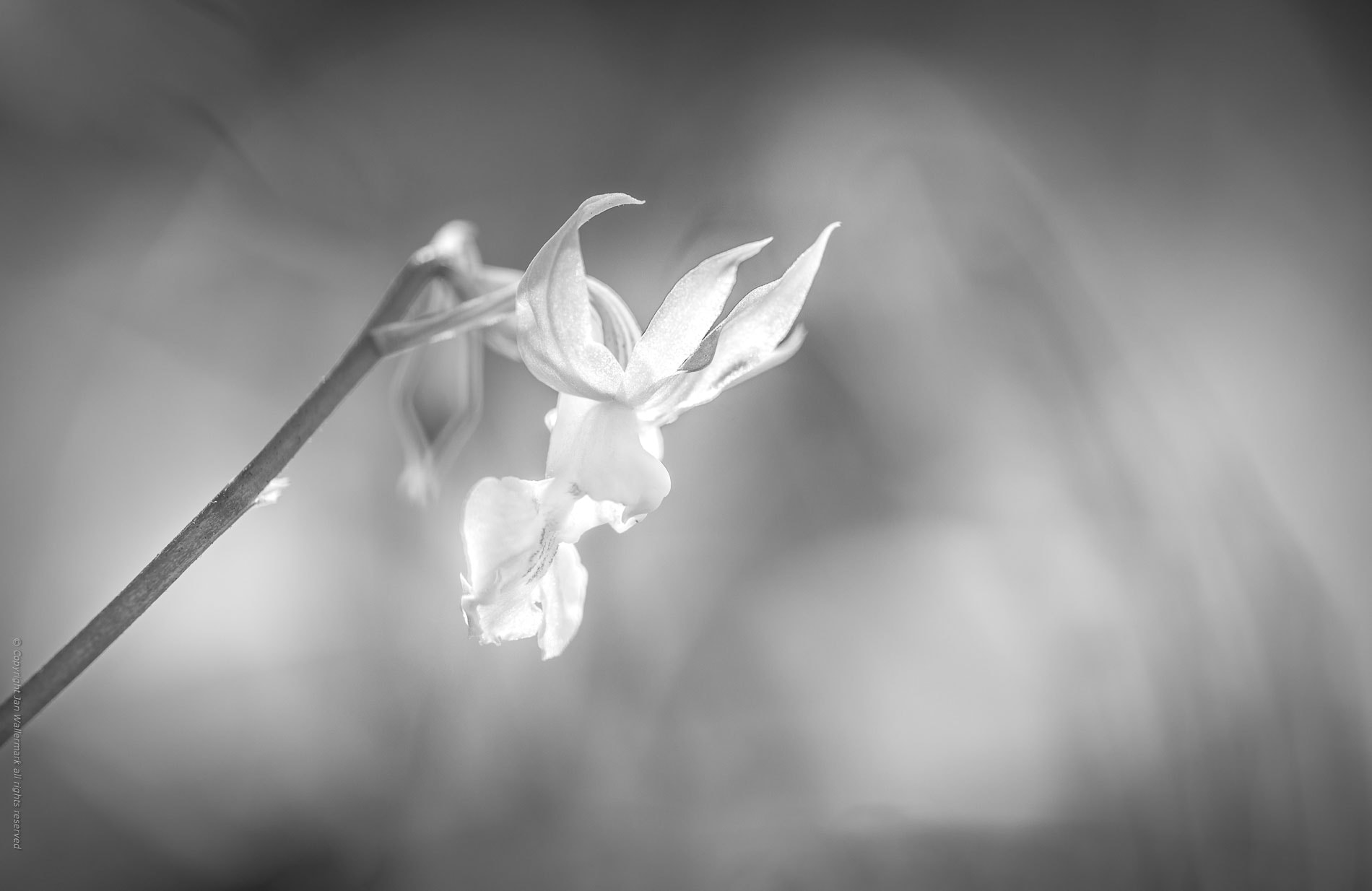 Nikon D800E sample photo. A hommage to the orchid photography