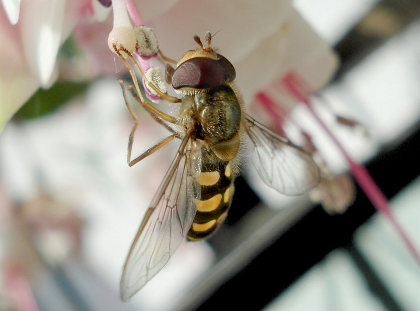 Sony DSC-W30 sample photo. Hoverfly photography