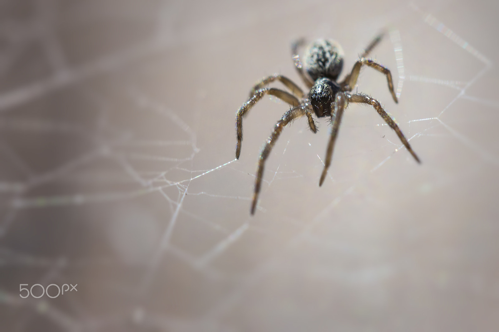 Canon EF 100mm F2.8 Macro USM sample photo. Watching.. waiting photography