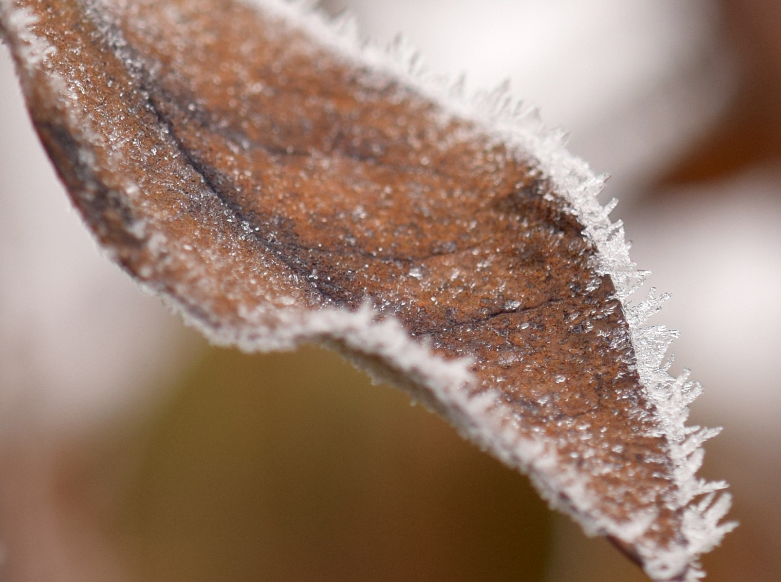 Nikon AF-S DX Micro-Nikkor 85mm F3.5G ED VR sample photo. Frozen photography