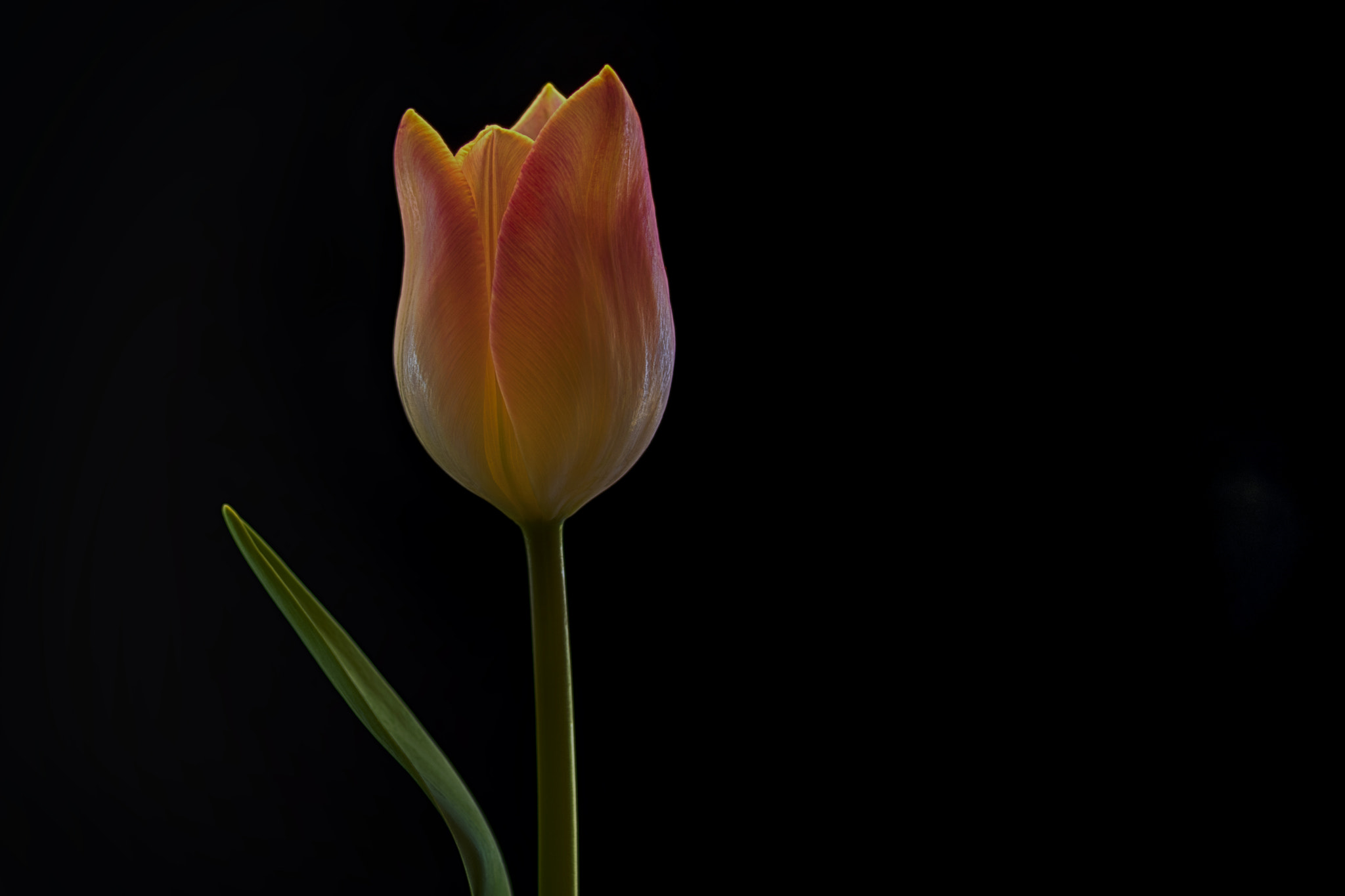 Tokina AT-X Pro 100mm F2.8 Macro sample photo. To be as beautiful as a tulip photography