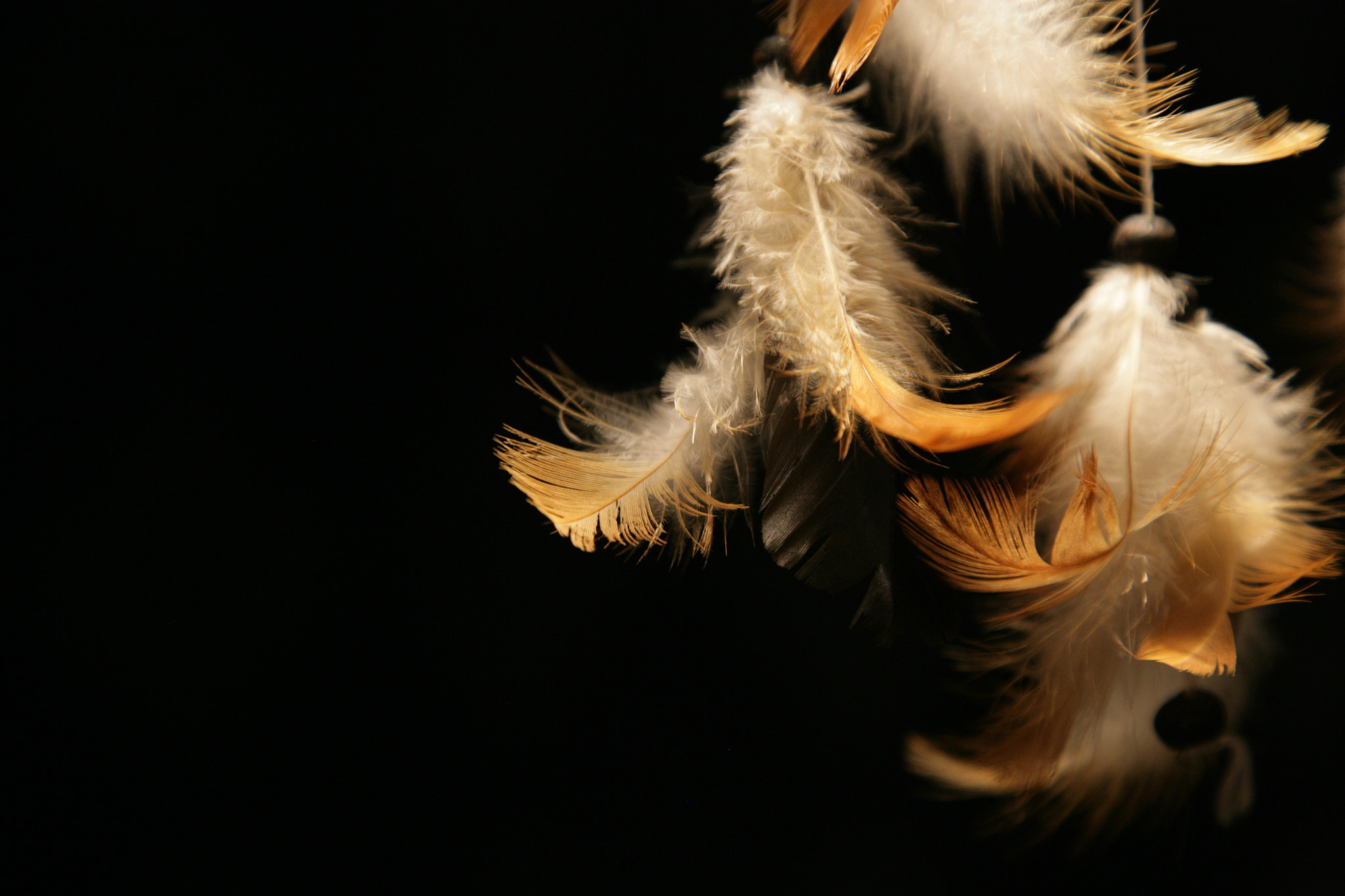 Canon EOS-1Ds Mark II sample photo. Plumelets photography