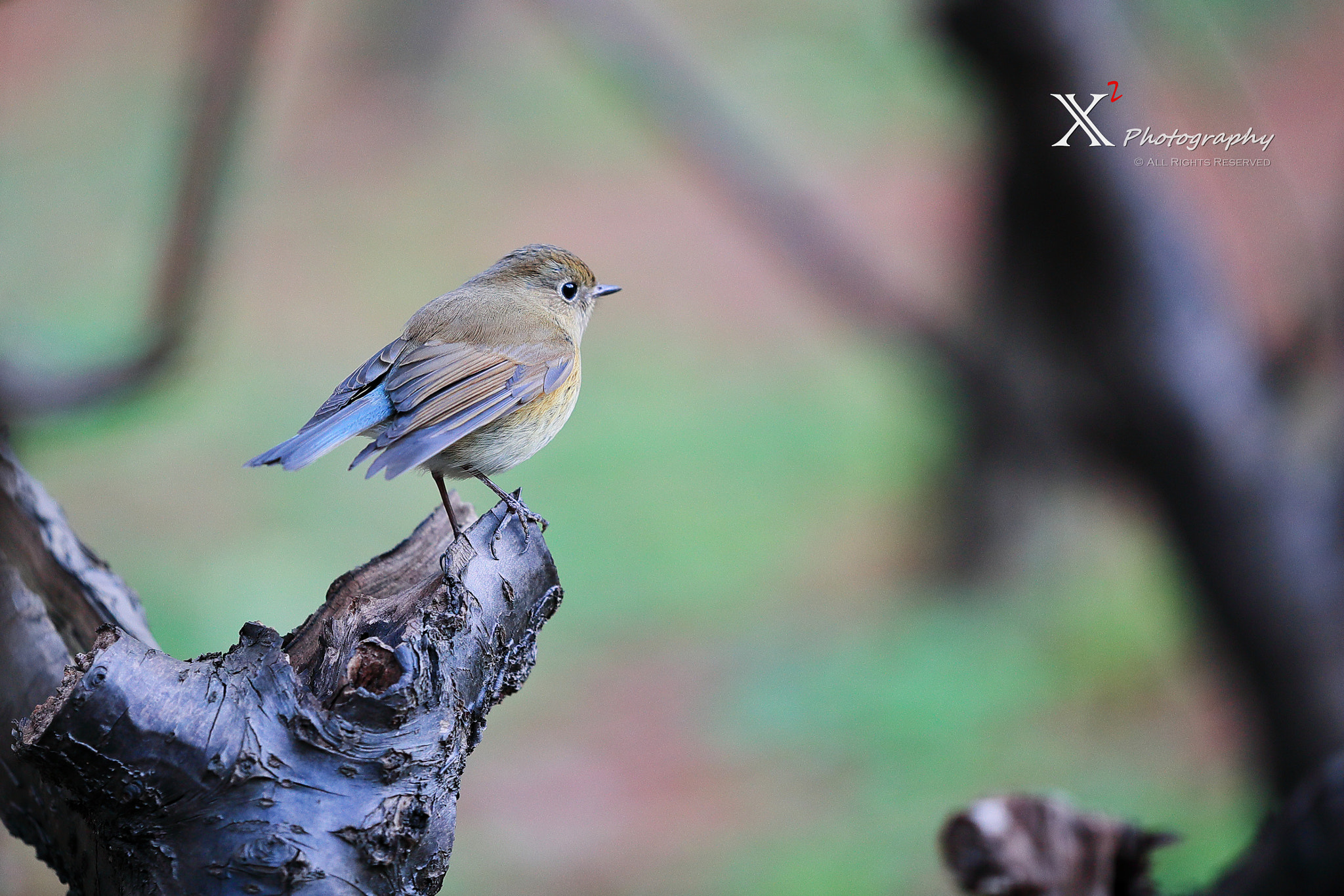 Canon EF 180mm F3.5L Macro USM sample photo. Bird photography