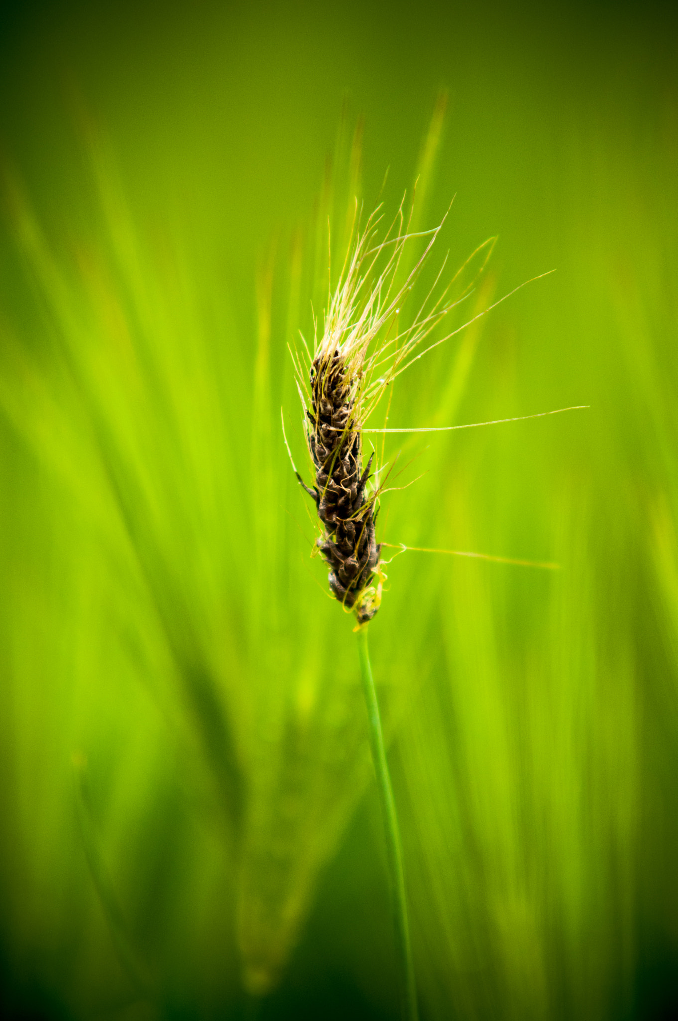 Nikon D300 + Sigma 70-200mm F2.8 EX DG Macro HSM II sample photo. Painted by nature #001 photography